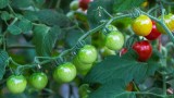 CherryTomatoesBluHeronFrm081416_2.jpg