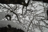 Snow Tree