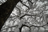 Snow Branches