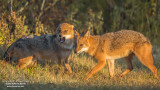 Golden Jackals