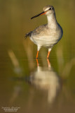 Spotted redshank