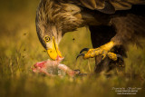 White-tailed eagle