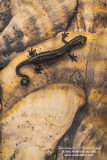 Danube Crested Newt