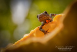 Danube Crested Newt