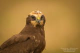 Western marsh harrier