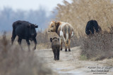 Wild boar looking at the cows