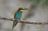 European Bee-eater 