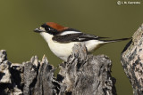 Woodchat Shrike