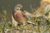 Linnet