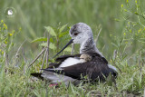 Black-winged Stilt