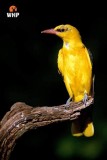 Golden Oriole