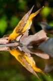 Golden Oriole