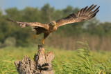 White-tailed eagle