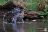 Sparrowhawk