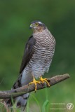 Sparrowhawk