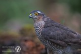 Sparrowhawk