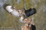 Common Buzzard