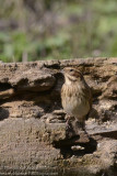 Reed Bunting