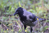 Hooded Crow