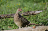 Pheasant