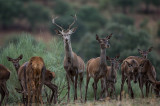 Spanish Deers