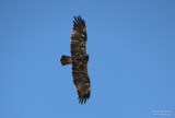 Iberian Imperial Eagle