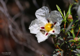 Cistus ladanifer