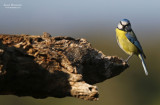 Blue Tit