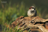 House Sparrow