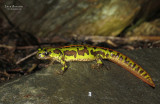 Southern Marbled Newt