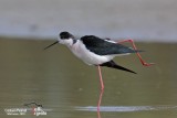 Black-winged Stilt