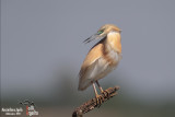 Squacco Heron