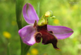 Ophrys apifera var. almaracensis