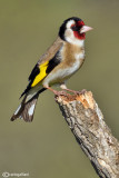 Goldfinch