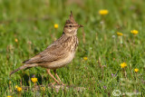 Crested Lark