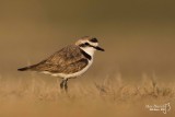 Kentish Plover