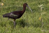 Glossy Ibis