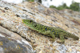 Ocellated Lizard