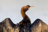 Pygmy Cormorant