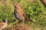 Song Thrush