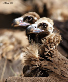 Black Vulture