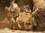 Griffon Vulture