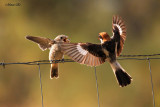 Woodchat Shrike