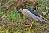 Night-Heron 