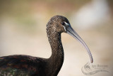 Glossy Ibis 