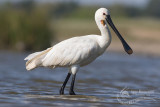 Spoonbill 