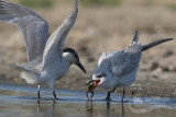 Gull-billed Tern 