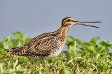 Common Snipe