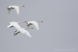 Mute Swan 