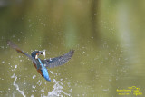 Kingfisher 